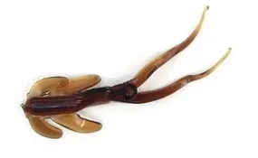 Clam Matdi
