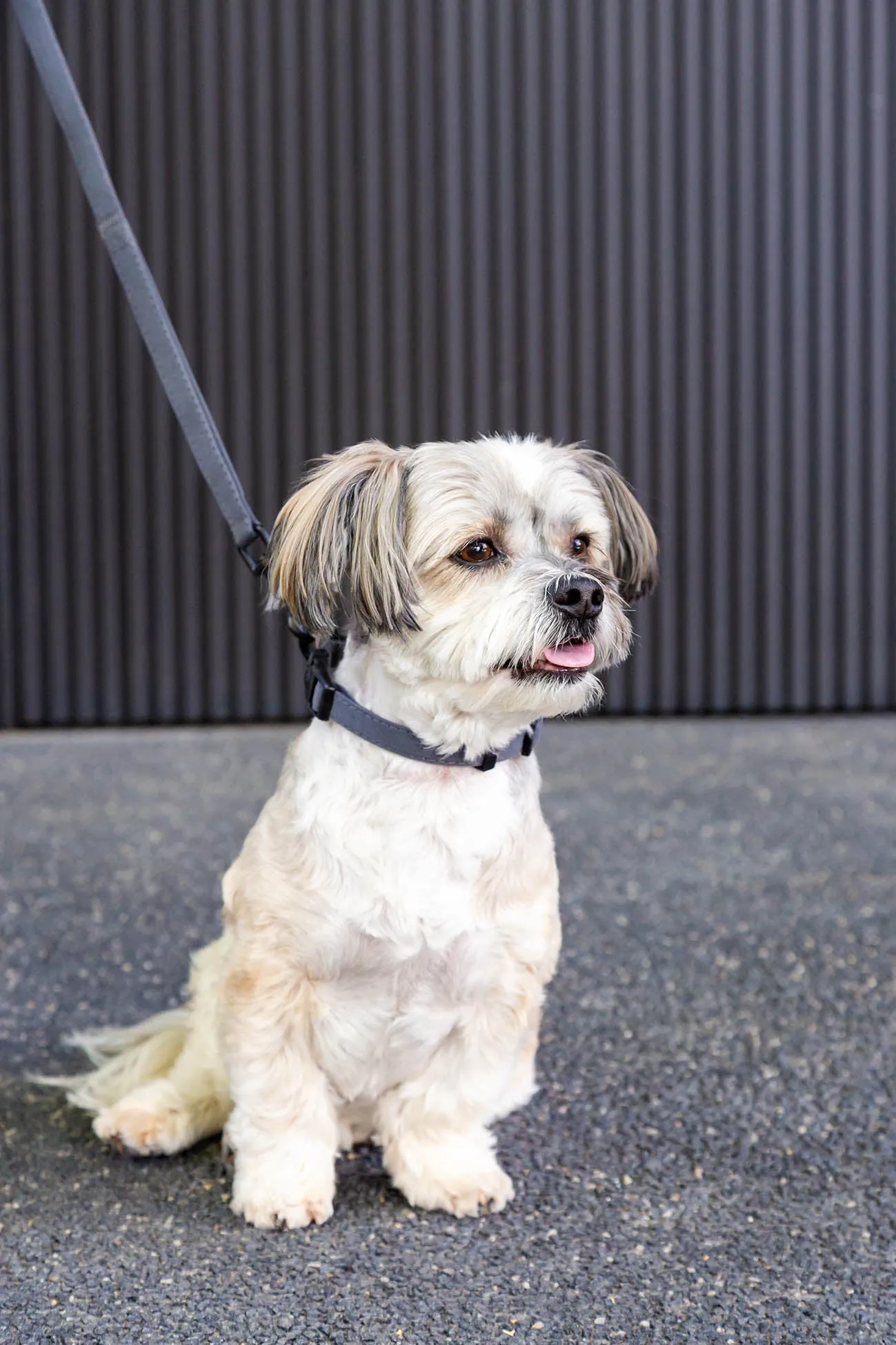 FuzzYard Life Dog Lead - Slate Grey